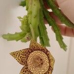 Orbea variegata 花