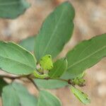 Porophyllum punctatum Leaf