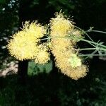 Thalictrum speciosissimum Flower