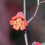 Fritillaria recurva Květ