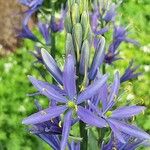 Camassia leichtlinii Flor
