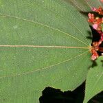 Miconia granatensis Ffrwyth