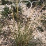 Stipa juncea Costuma