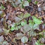 Cornus canadensis Hábito