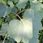 Xanthium strumarium Leaf