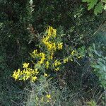 Genista scorpius Bark