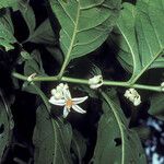 Solanum leucocarpon Cvet