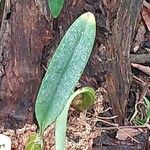 Bulbophyllum longiflorum ഇല