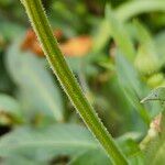 Calendula officinalis خشب