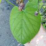 Aristolochia macrophylla Φύλλο