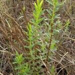 Hypericum cistifolium Habitus