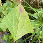 Ageratina adenophora Feuille