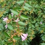 Abelia × grandiflora Lapas