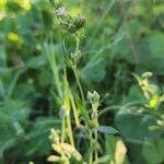 Silene apetala Mosusu