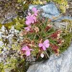 Dianthus glacialis 花