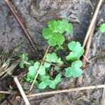 Ranunculus hederaceus 叶