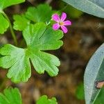 Geranium lucidum花