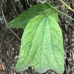 Passiflora kermesina Hoja