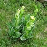 Gentiana lutea Habitus