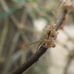 Tridactyle filifolia Floro