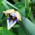 Neomarica northiana Flor