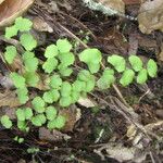 Adiantum jordanii Celota