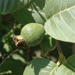 Psidium guajava Плод