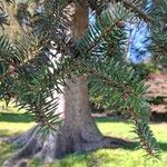 Abies cephalonica Folha