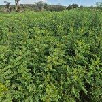 Indigofera arrecta Folha