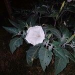 Datura stramoniumLorea