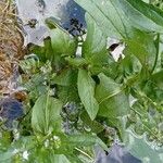 Veronica anagallis-aquatica Feuille