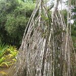 Pandanus tectorius 整株植物