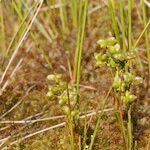 Scheuchzeria palustris Vaisius