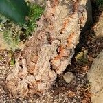 Quercus suber Bark