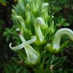 Lobelia stricta Çiçek