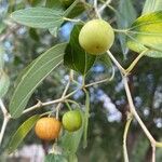 Ziziphus spina-christi Fruchs