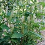 Phytolacca acinosa Habit