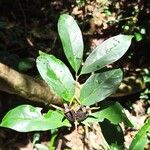 Coffea mannii List