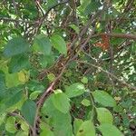 Spiraea prunifolia 樹皮