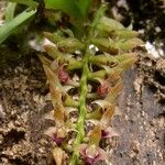 Bulbophyllum resupinatum Flor