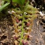 Bulbophyllum resupinatum Kwiat