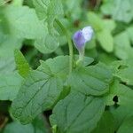 Scutellaria galericulata Lehti