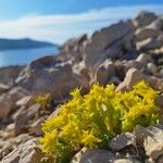 Sedum acreFloare