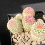 Echinocereus rigidissimus 叶