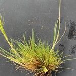 Agrostis canina Blad