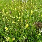 Filipendula vulgaris Vivejo