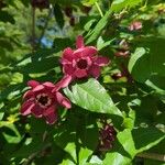 Calycanthus floridusFloro