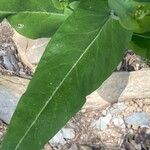 Turritis brassica Leaf