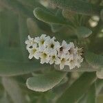 Tournefortia gnaphalodes 花