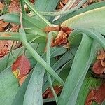 Crinum bulbispermum Folio